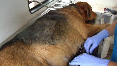 comision de zoonosis y la intendencia preven castrar a 10.000 perros en montevideo