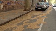 Alergistas alertan por efectos de las pelusas de los árboles