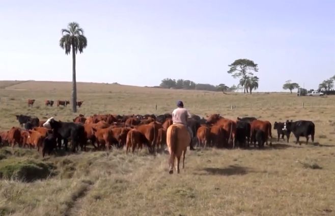 ganado-vacas-campo-peon-rural.jpg