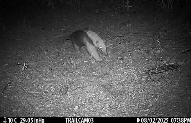 oso hormiguero salus 2