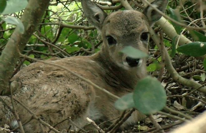 venado-ecfa-pan-de-azucar.jpg