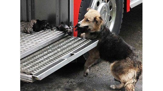 Una perra salvó a sus 5 cachorros de un incendio en Chile
