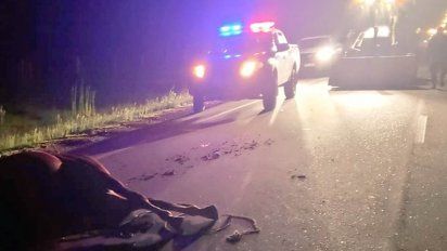 automovil impacto con un caballo suelto en ruta 8 y acompanante fallecio en el lugar