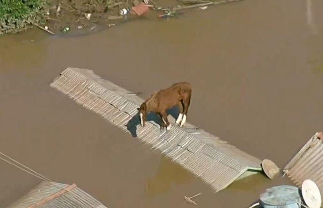 caballo-en-un-tejado.jpg