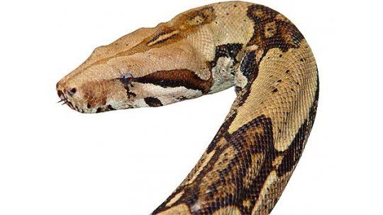 Una serpiente mordió a un pasajero en pleno vuelo Egipto - Kuwait