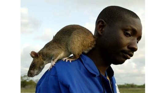 Ratas gigantes invaden la Florida: miden 90 centímetros