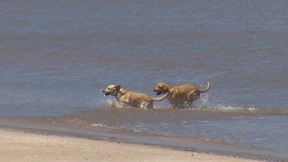 multa de 4.354 pesos para quienes bajen con perros a playas de montevideo