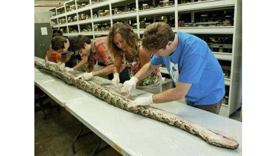 Capturan una pitón de 5,6 metros y 75 kilos en EE.UU