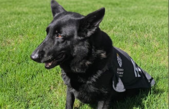 Jari, la perra de la Policía que fue clave para encontrar a un hombre que estuvo una semana perdido en Maldonado
