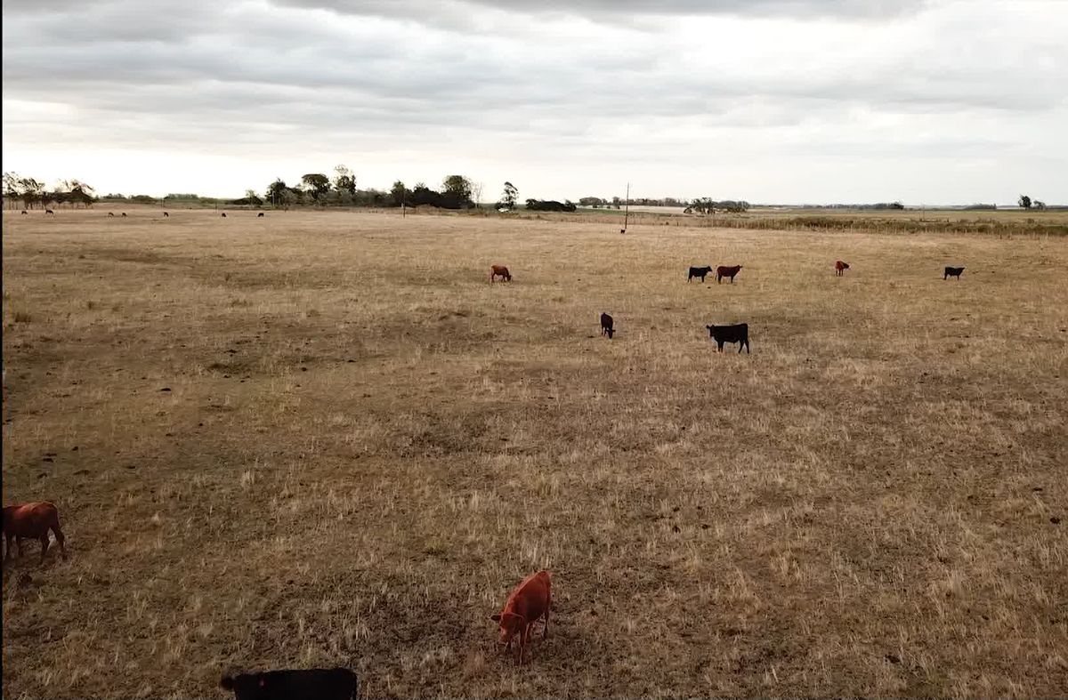 MGAP refuerza medidas de apoyo a productores afectados por la sequía
