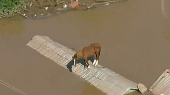 rescataron en brasil a caramelo, un caballo que habia quedado atrapado en un techo por las inundaciones