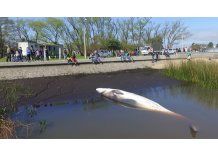 Apareció una ballena muerta a metros de la rambla de Juan Lacaze
