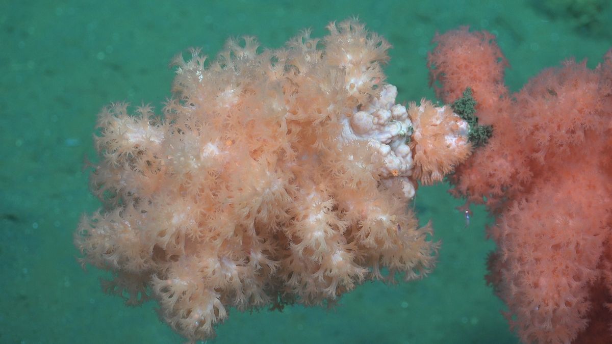 Coral Garden (Jardín de Coral). Fuente: Schmidt Ocean Institute
