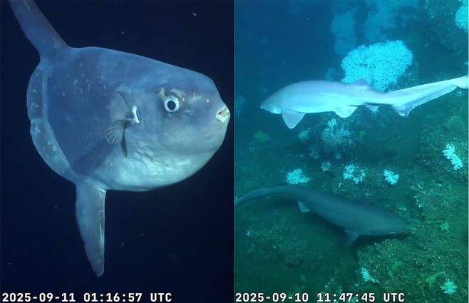 pez-luna-tiburones-grises