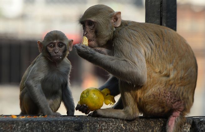 monos-comen-AFP.jpg