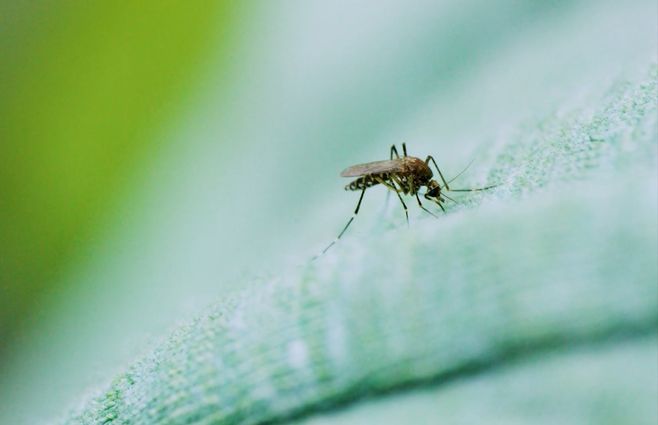 mosquito-dengue-aedes-prevencion.jpg