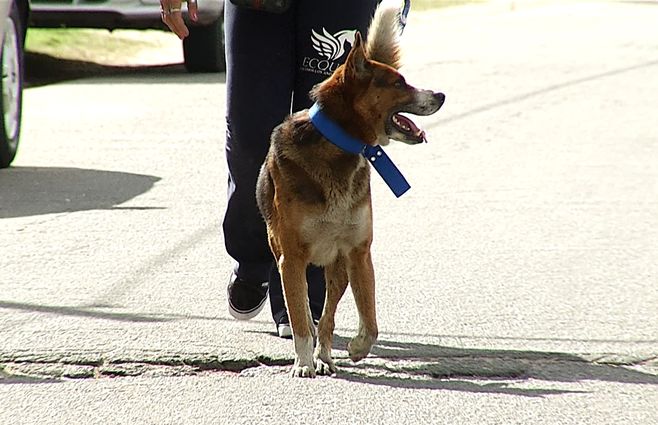 mingus-ovejero-jonathan-correa