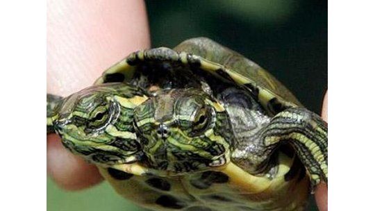 Tortuga de dos cabezas es la nueva atracción de un museo en EE.UU