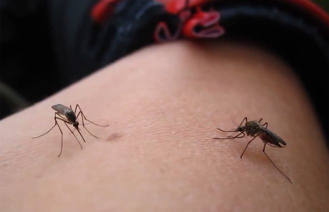 mosquitos-brazo.jpg