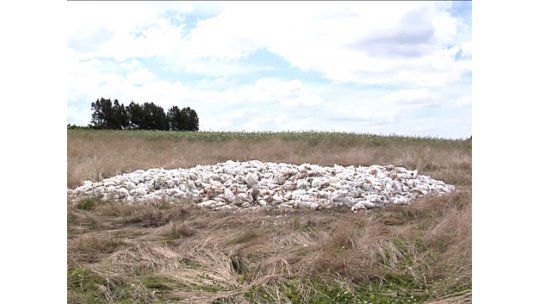 Murieron más de 100.000 pollos por el sofocante calor del 24