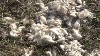 aparecieron muertas 10 ovejas de las 62 robadas en los cerrillos:  esto es un grupo organizado, dijo productora