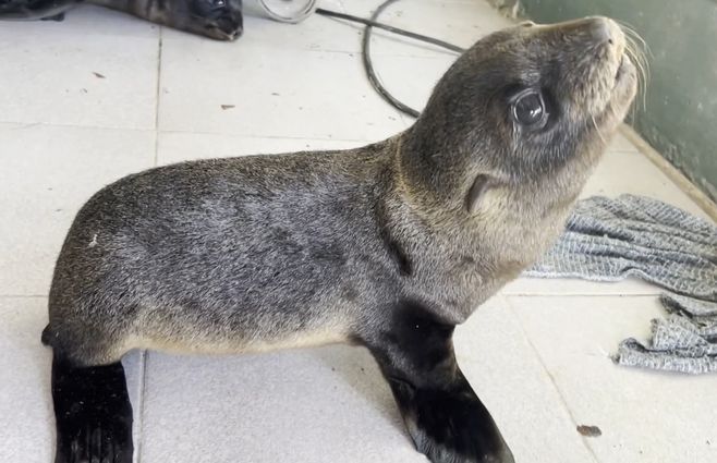cachorro-lobo-marino