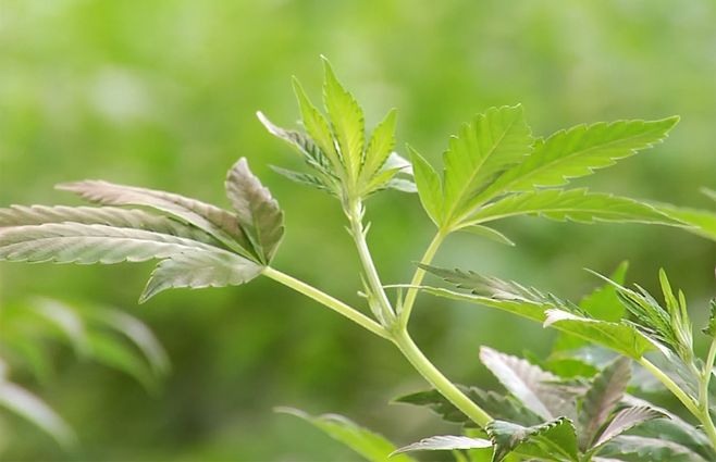 planta-cannabis-farmacia-formulas-magistrales