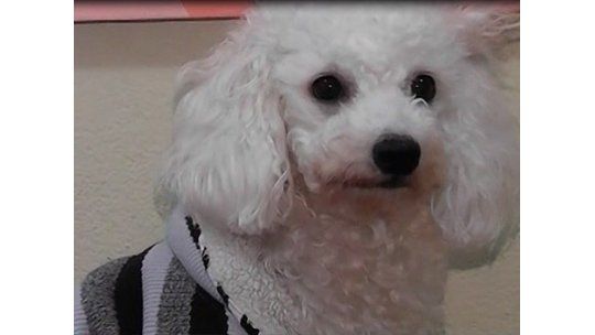 ¿Vida de perros? Mirá cómo viven los canes de Punta del Este