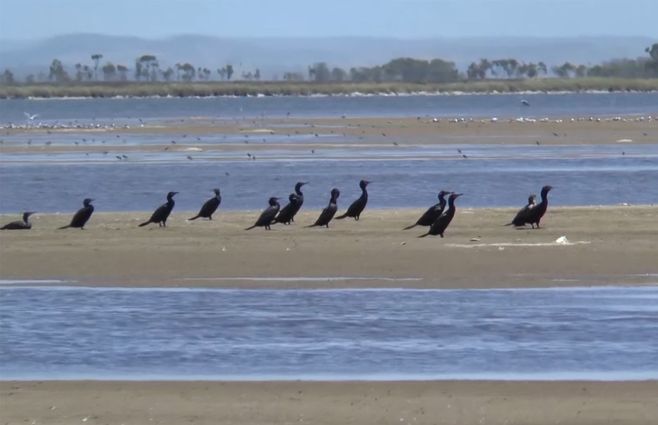 aves-gripe-lagura-influenza-aviar