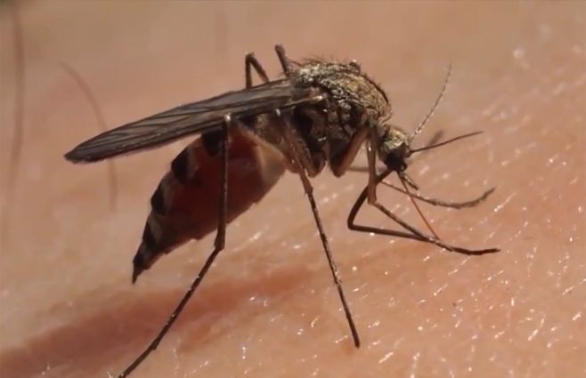 mosquito-aedes-dengue.jpg