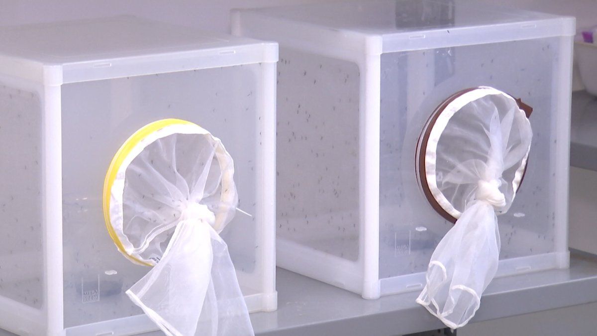 Instituto de Higiene comenzó a irradiar mosquitos machos Aedes aegypti para controlar número de insectos