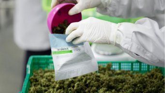 nueva variante de marihuana en farmacias tendra 11% de thc: mira desde cuando estara disponible