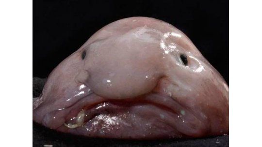 El blobfish, el animal más feo del mundo