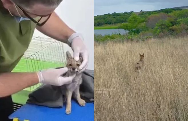 cachorra-zorro-gris-alternatus-bebe-y-ahora