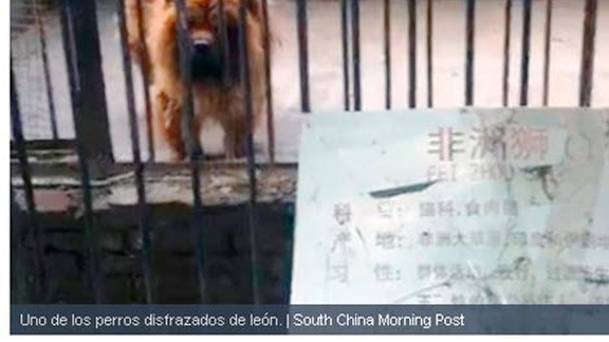 Zoo chino ofrecía leones africanos y eran perros disfrazados