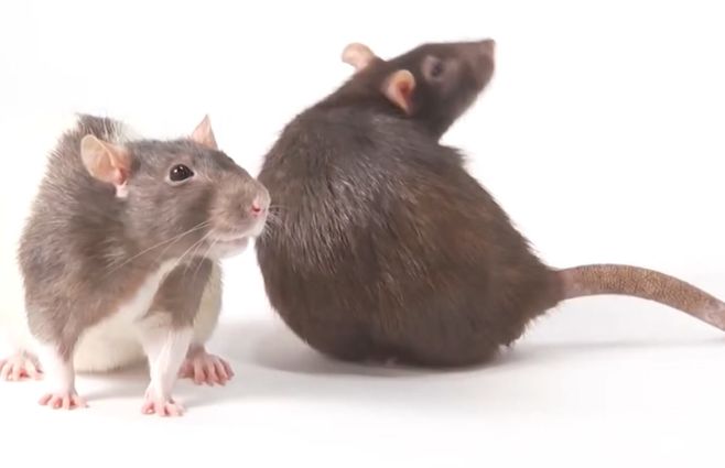 ratones-virus-enfermedad