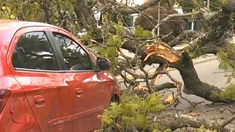 cayo un arbol en joaquin suarez y avenida millan: afecto dos vehiculos que circulaban por el lugar