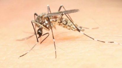 hay 7 nuevos casos de dengue y la situacion preocupa al msp