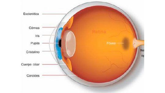 Retina electrónica devuelve parte de visión a pacientes ciegos