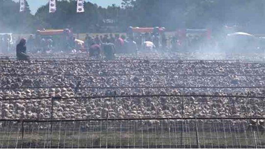 Récord Guinness pollos