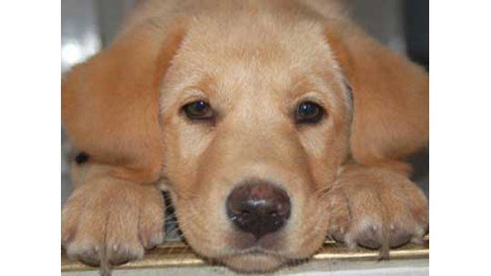Colocarán chips a los perros para identificar a los dueños