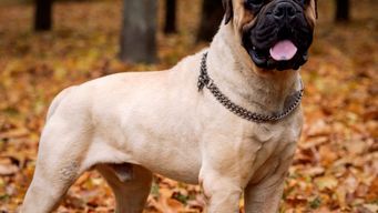 razas de perros peligrosas en uruguay