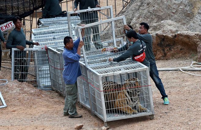 tigres-tailandia-muertos-AFP.jpg