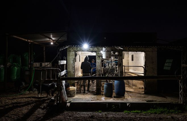 La actividad agropecuaria, en especial el sector lechero, sufre las consecuencias del un mercado internacional inestable