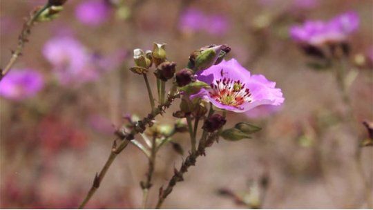 desierto atacama flores