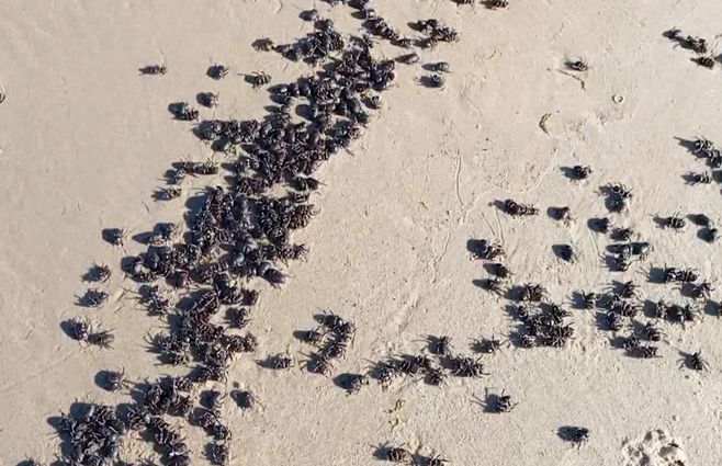 CASCARUDOS--PLAYA--VERANO.jpg