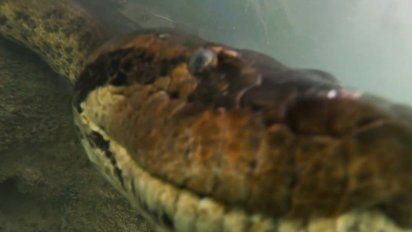 logran filmar una anaconda gigante bajo el agua en un rio de brasil
