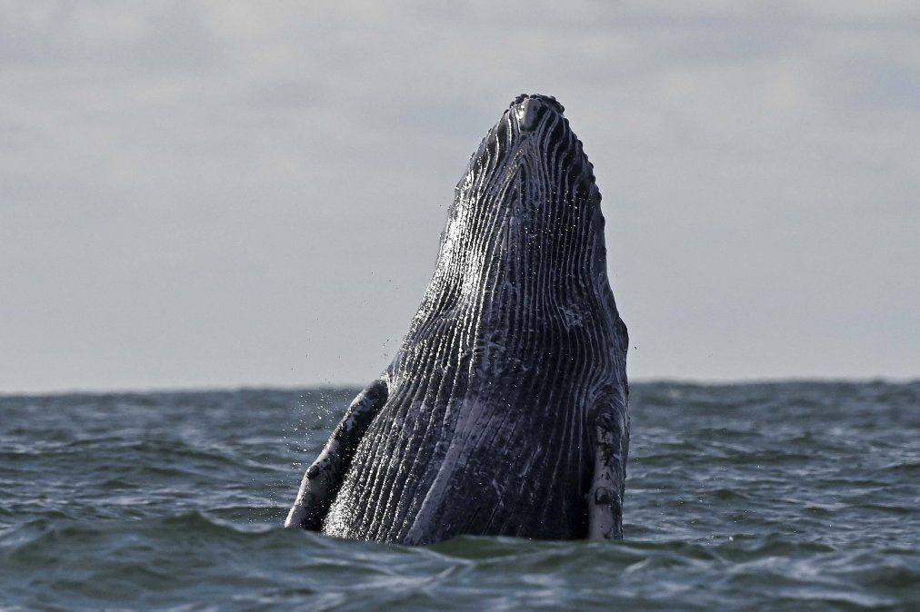 Una ballena jorobada salta en la superficie del Océano Pacífico en el Parque Natural Uramba Bahía Málaga cerca de Buenaventura, Valle del Cauca, Colombia.