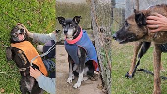 refugio de caninos y equinos cierra de forma definitiva y solicita ayuda para dar en adopcion a rescatados