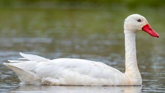 nuevo caso de gripe aviar: ahora en un cisne del arroyo solis grande y hay reunion del cecoed